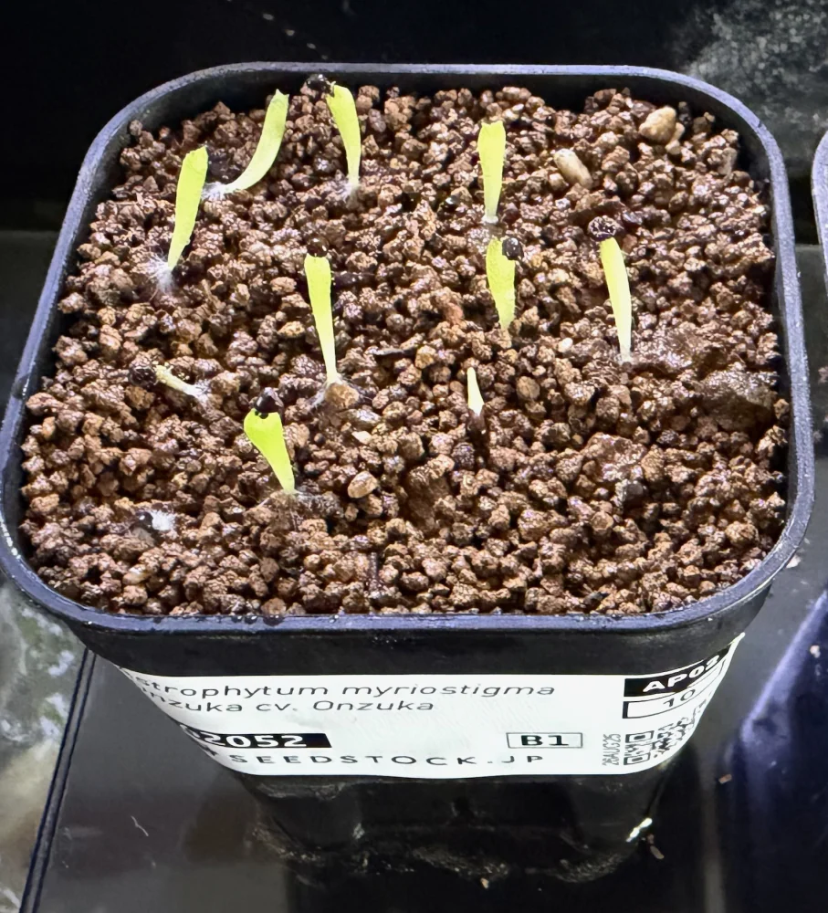 Astrophytum myriostigma Onzuka cv. Kikko (アストロフィツム 恩塚亀甲鸞鳳玉)